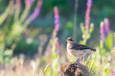 Northern Wheatear or Oenanthe oenanthe on goundの写真素材
