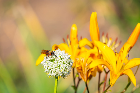 Hornet on garden onion flower. Nature background