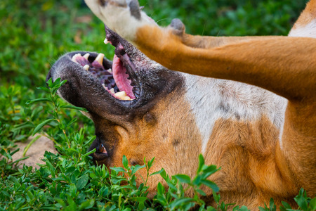 Closeup portrait of staffordshire terrier. American staffordshire in garden or park.の写真素材