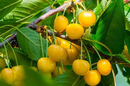 Cherries on a branch of a fruit tree in the sunny garden. Bunch of Fresh cherry on branch in summer...