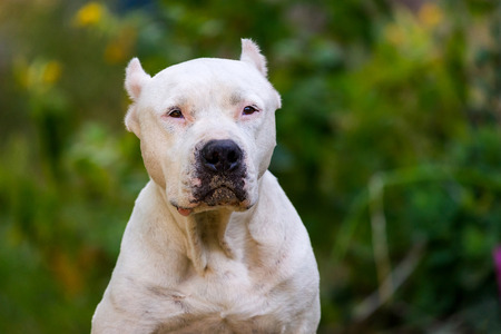 Closeup portrait of staffordshire terrier. American staffordshire in garden or park.