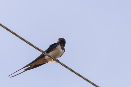 Barn swallow or Hirundo rustica or swift, lovely black bird with green face perching on wire over blue sky backgroundの写真素材