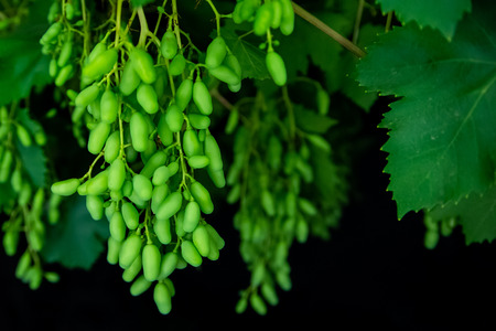 Ripe green grapes with leaves on black background.の写真素材