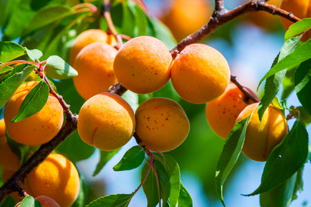 Ripe apricots on a tree branch in gardenの写真素材