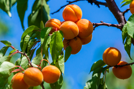 Ripe apricots on a tree branch in gardenの写真素材