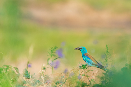 European roller or coracias garrulus with prey on ground.の写真素材
