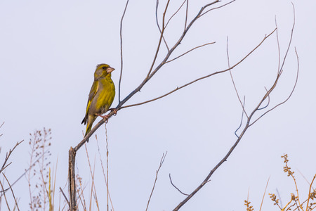 European Greenfinch Carduelis chloris bird in wild nature