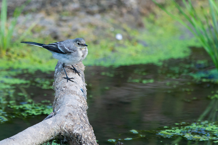 White Wagtail or Motacilla alba. Wagtails is a genus of songbirds. Wagtail is one of the most useful birds. It kills mosquitoes and flies, which deftly chases in the air.の写真素材