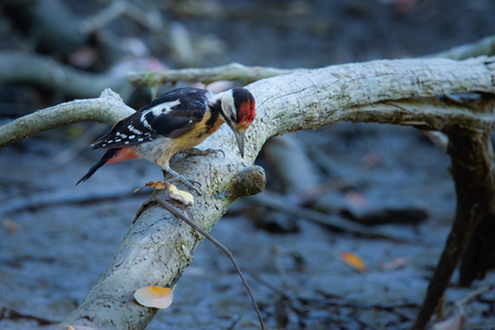 Syrian woodpecker or Dendrocopos syriacus close in wilfd natureの写真素材