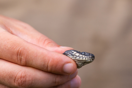 Small snake, known as Natrix tessellata, in man's hand.の写真素材