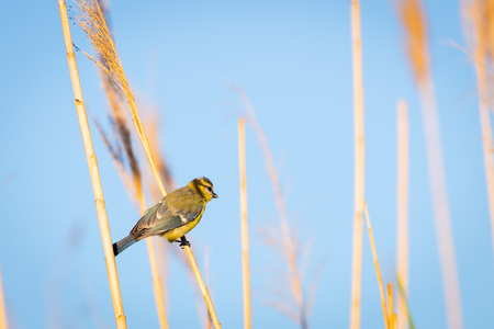 Eurasian blue tit or Cyanistes caeruleus. Birds of Europe.