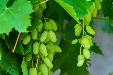 Large bunch of white wine grapes hang from a vine with green leaves. Nature background . Wine...