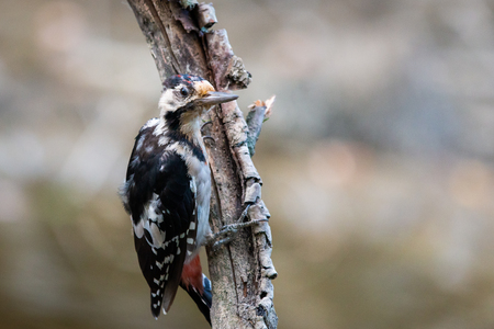 Syrian woodpecker or Dendrocopos syriacus close on branch.の写真素材