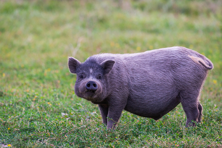 Vietnamese Pot-bellied pig on a grass meadowの写真素材