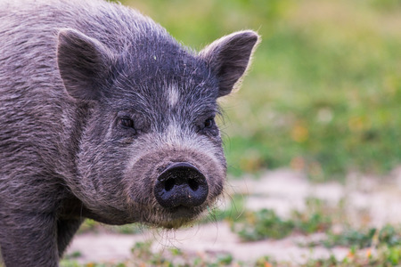 Vietnamese Pot-bellied pig on a grass meadow