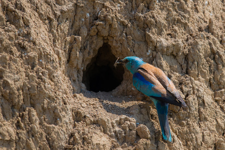 European roller or coracias garrulus in nest hole.の写真素材