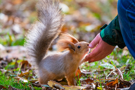 Squirrel or Sciurus vulgaris eating nuts from hand and autumn leaves on background wild nature animal thematic.の写真素材