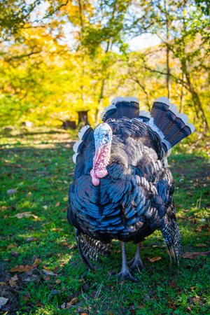 Male and female turkeys outdoors on green grass.の写真素材