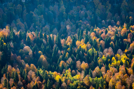 Scenic landscape with trees in mountain forest in autumn.