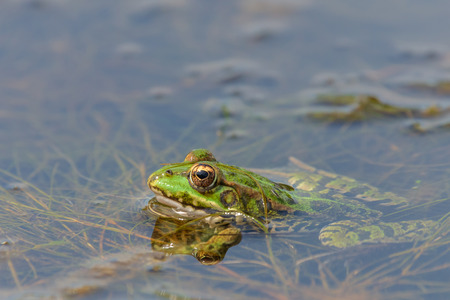 Frog in the pond water in wild natureの写真素材