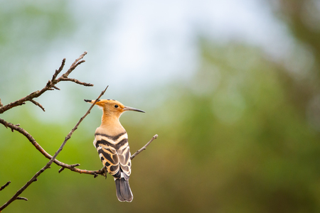 The Hoopoe or Upupa Epops perched on a tree.の写真素材