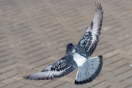 Pigeon Dove in the city streets Urban Birds Flying Sitting Wildlife Feathers Wings.
