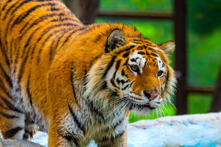 Siberian tiger, Panthera tigris altaica, also known as the Amur tiger.の写真素材