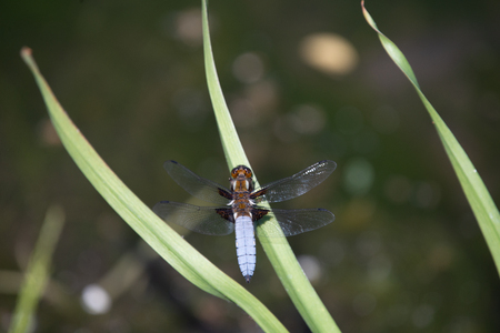 Emperor Dragonfly or Anax imperator sitting on green leaf.