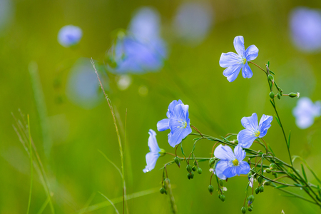 Blue flowers of flax in a field against green background, in summer, close up, shallow depth of field.の写真素材