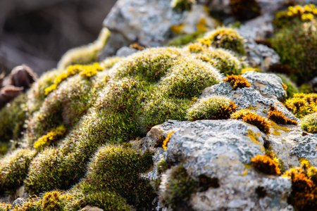 Moss-covered stone. Beautiful moss and lichen covered stone. Bright green moss Background textured in nature. Natural moss on stones in winter forest. Azerbaijan. Selective focusの写真素材