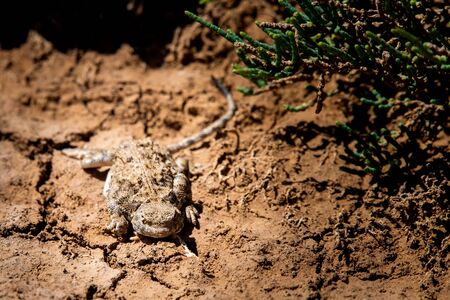 Phrynocephalus helioscopus agama close portrait in nature.