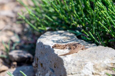 Even-fingered gecko genus Alcophyllex or squeaky gecko in wild nature.の写真素材