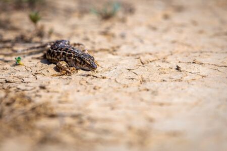 Steppe Runner Lizard or Eremias arguta close on dry ground.