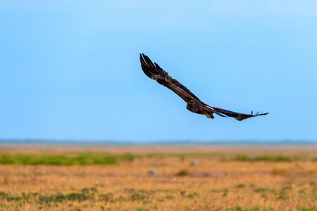 Flight of Steppe eagle or Aquila nipalensis.