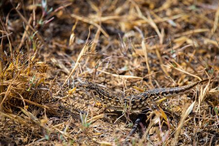 Steppe Runner Lizard or Eremias arguta close on dry ground.の写真素材