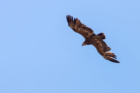 Steppe Eagle fly in sky with showing wing spread.