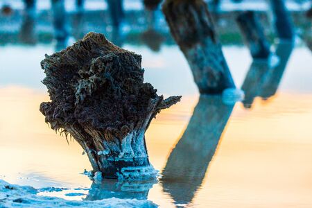 Salt on wooden log in water salt lake. Salt Lake Baskunchak, Russia.の写真素材
