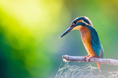 Common European Kingfisher or Alcedo atthis sits on a stick above the river and hunting for fish. This sparrow-sized bird has the typical short-tailed, large-headed kingfisher profile.の写真素材