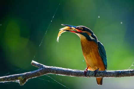 Kingfisher or Alcedo atthis perches with prey on branch.