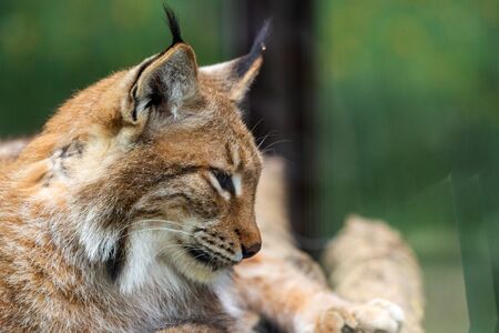 Portrait of Eurasian lynx. Portrait of wild mammal.の写真素材