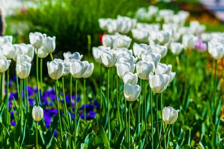 Beautiful white tulips flowerbed closeup. Flower background. Summer garden landscape design.の写真素材