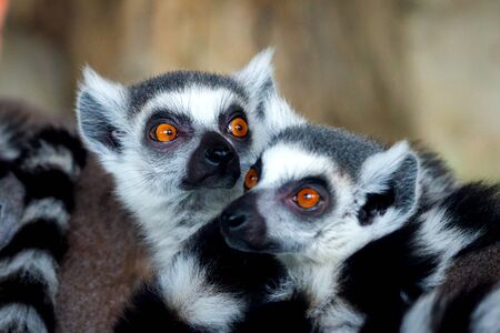 Ring-Tailed Lemurs closeup portrait, a large gray primate with golden eyes. Flock of animalsの写真素材