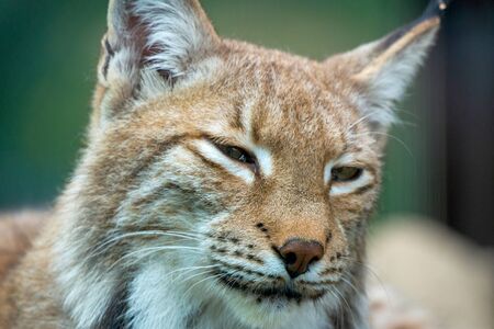 Portrait of Eurasian lynx. Portrait of wild mammal.の写真素材