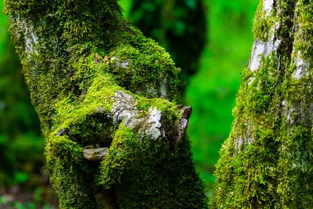 Surreal fairytale fine art spooky fantasy color outdoor image of old tree, covered with moss, foliage, magic mysterious or fairy tale forest. Fantastic realism in natureの写真素材