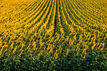 Wonderful panoramic view field of sunflowers by summertimeの写真素材