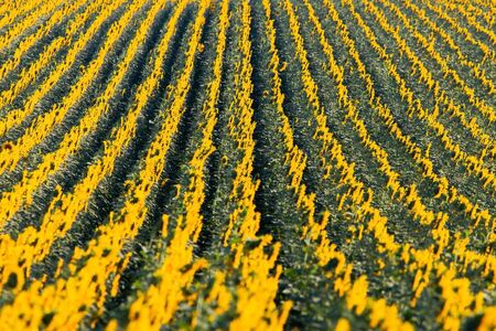 Wonderful panoramic view field of sunflowers by summertime