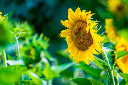 Sunflower natural background. Sunflower blooming. Close-up of sunflower.の写真素材