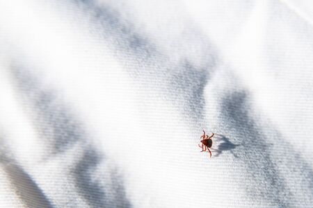 Parasite mite sitting on white surface. Danger of tick bite.の写真素材