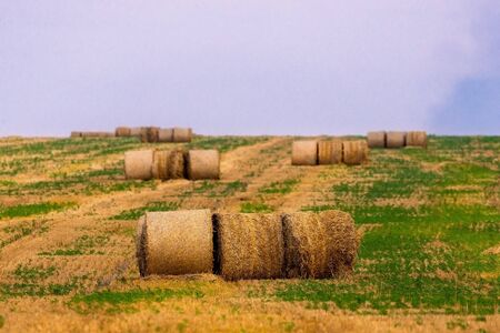 Rolled haystack on agriculture field landscape. Haystack farmland field panorama. Harvest in haystack agriculture farm.の写真素材