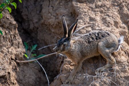 Brown hare or lepus europaeus on ground or rock.